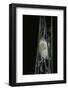 Bombyx Mori (Common Silkmoth) - Larva or Silkworm Spinning Cocoon-Paul Starosta-Framed Photographic Print