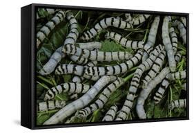 Bombyx Mori (Common Silkmoth) - Larvae or Silkworms with Mulberry Leaves-Paul Starosta-Framed Stretched Canvas