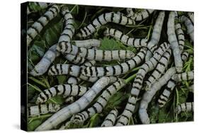 Bombyx Mori (Common Silkmoth) - Larvae or Silkworms with Mulberry Leaves-Paul Starosta-Stretched Canvas