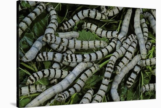 Bombyx Mori (Common Silkmoth) - Larvae or Silkworms with Mulberry Leaves-Paul Starosta-Stretched Canvas