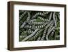 Bombyx Mori (Common Silkmoth) - Larvae or Silkworms with Mulberry Leaves-Paul Starosta-Framed Photographic Print