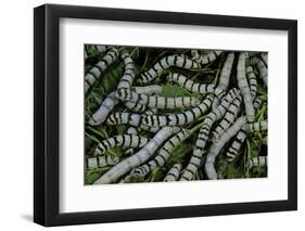 Bombyx Mori (Common Silkmoth) - Larvae or Silkworms with Mulberry Leaves-Paul Starosta-Framed Photographic Print