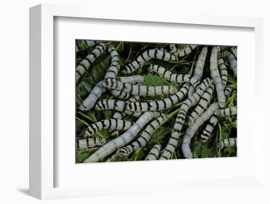 Bombyx Mori (Common Silkmoth) - Larvae or Silkworms with Mulberry Leaves-Paul Starosta-Framed Photographic Print