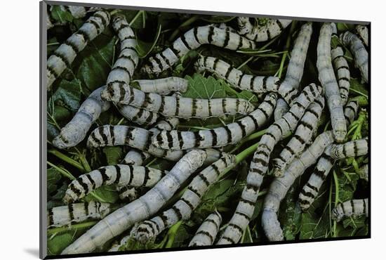 Bombyx Mori (Common Silkmoth) - Larvae or Silkworms with Mulberry Leaves-Paul Starosta-Mounted Photographic Print