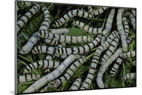 Bombyx Mori (Common Silkmoth) - Larvae or Silkworms with Mulberry Leaves-Paul Starosta-Mounted Photographic Print