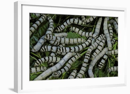 Bombyx Mori (Common Silkmoth) - Larvae or Silkworms with Mulberry Leaves-Paul Starosta-Framed Photographic Print