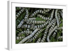 Bombyx Mori (Common Silkmoth) - Larvae or Silkworms with Mulberry Leaves-Paul Starosta-Framed Photographic Print