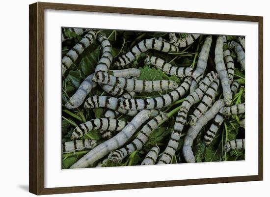 Bombyx Mori (Common Silkmoth) - Larvae or Silkworms with Mulberry Leaves-Paul Starosta-Framed Photographic Print