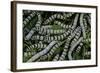 Bombyx Mori (Common Silkmoth) - Larvae or Silkworms with Mulberry Leaves-Paul Starosta-Framed Photographic Print