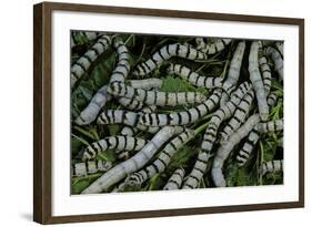 Bombyx Mori (Common Silkmoth) - Larvae or Silkworms with Mulberry Leaves-Paul Starosta-Framed Photographic Print