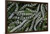 Bombyx Mori (Common Silkmoth) - Larvae or Silkworms with Mulberry Leaves-Paul Starosta-Framed Photographic Print