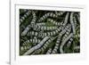 Bombyx Mori (Common Silkmoth) - Larvae or Silkworms with Mulberry Leaves-Paul Starosta-Framed Photographic Print