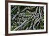 Bombyx Mori (Common Silkmoth) - Larvae or Silkworms with Mulberry Leaves-Paul Starosta-Framed Photographic Print