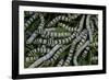 Bombyx Mori (Common Silkmoth) - Larvae or Silkworms with Mulberry Leaves-Paul Starosta-Framed Photographic Print