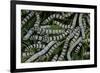 Bombyx Mori (Common Silkmoth) - Larvae or Silkworms with Mulberry Leaves-Paul Starosta-Framed Photographic Print