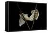 Bombyx Mori (Common Silkmoth) - Mating-Paul Starosta-Framed Stretched Canvas