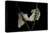 Bombyx Mori (Common Silkmoth) - Mating-Paul Starosta-Stretched Canvas