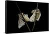 Bombyx Mori (Common Silkmoth) - Mating-Paul Starosta-Framed Stretched Canvas