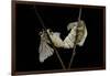 Bombyx Mori (Common Silkmoth) - Mating-Paul Starosta-Framed Photographic Print
