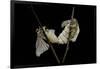 Bombyx Mori (Common Silkmoth) - Mating-Paul Starosta-Framed Photographic Print