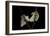 Bombyx Mori (Common Silkmoth) - Mating-Paul Starosta-Framed Photographic Print