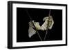 Bombyx Mori (Common Silkmoth) - Mating-Paul Starosta-Framed Photographic Print