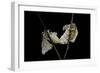 Bombyx Mori (Common Silkmoth) - Mating-Paul Starosta-Framed Photographic Print