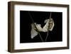 Bombyx Mori (Common Silkmoth) - Mating-Paul Starosta-Framed Photographic Print