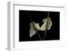 Bombyx Mori (Common Silkmoth) - Mating-Paul Starosta-Framed Photographic Print