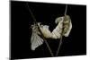 Bombyx Mori (Common Silkmoth) - Mating-Paul Starosta-Mounted Photographic Print