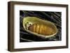 Bombyx Mori (Common Silkmoth) - Pupa inside the Cocoon-Paul Starosta-Framed Photographic Print