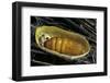 Bombyx Mori (Common Silkmoth) - Pupa inside the Cocoon-Paul Starosta-Framed Photographic Print