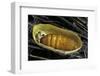 Bombyx Mori (Common Silkmoth) - Pupa inside the Cocoon-Paul Starosta-Framed Photographic Print