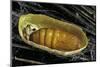 Bombyx Mori (Common Silkmoth) - Pupa inside the Cocoon-Paul Starosta-Mounted Photographic Print