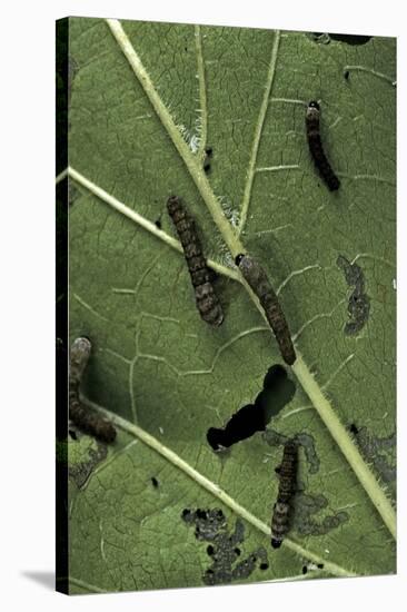 Bombyx Mori (Common Silkmoth) - Young Larvae or Silkworms Feeding on Mulberry Leaf-Paul Starosta-Stretched Canvas