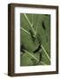 Bombyx Mori (Common Silkmoth) - Young Larvae or Silkworms Feeding on Mulberry Leaf-Paul Starosta-Framed Photographic Print