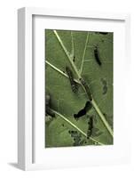 Bombyx Mori (Common Silkmoth) - Young Larvae or Silkworms Feeding on Mulberry Leaf-Paul Starosta-Framed Photographic Print