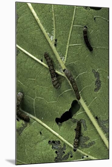 Bombyx Mori (Common Silkmoth) - Young Larvae or Silkworms Feeding on Mulberry Leaf-Paul Starosta-Mounted Photographic Print