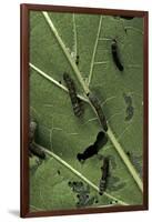 Bombyx Mori (Common Silkmoth) - Young Larvae or Silkworms Feeding on Mulberry Leaf-Paul Starosta-Framed Photographic Print