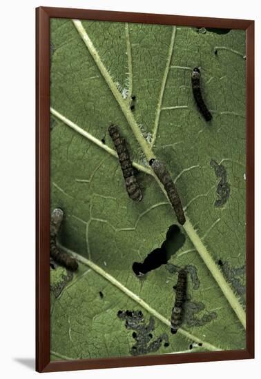 Bombyx Mori (Common Silkmoth) - Young Larvae or Silkworms Feeding on Mulberry Leaf-Paul Starosta-Framed Photographic Print