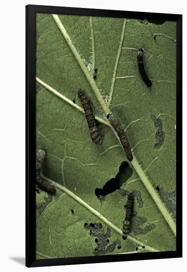 Bombyx Mori (Common Silkmoth) - Young Larvae or Silkworms Feeding on Mulberry Leaf-Paul Starosta-Framed Photographic Print