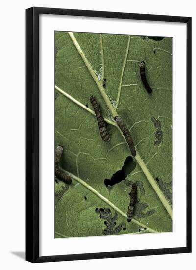 Bombyx Mori (Common Silkmoth) - Young Larvae or Silkworms Feeding on Mulberry Leaf-Paul Starosta-Framed Photographic Print