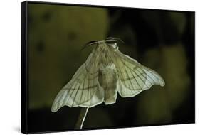 Bombyx Mori (Common Silkmoth)-Paul Starosta-Framed Stretched Canvas