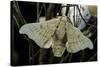 Bombyx Mori (Common Silkmoth)-Paul Starosta-Stretched Canvas