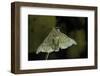 Bombyx Mori (Common Silkmoth)-Paul Starosta-Framed Photographic Print