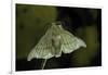 Bombyx Mori (Common Silkmoth)-Paul Starosta-Framed Photographic Print