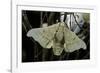 Bombyx Mori (Common Silkmoth)-Paul Starosta-Framed Photographic Print