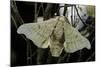 Bombyx Mori (Common Silkmoth)-Paul Starosta-Mounted Photographic Print