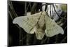 Bombyx Mori (Common Silkmoth)-Paul Starosta-Mounted Photographic Print