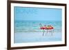 Bonaire, Dutch Caribbean - Flamingos and Ocean-Lantern Press-Framed Premium Giclee Print